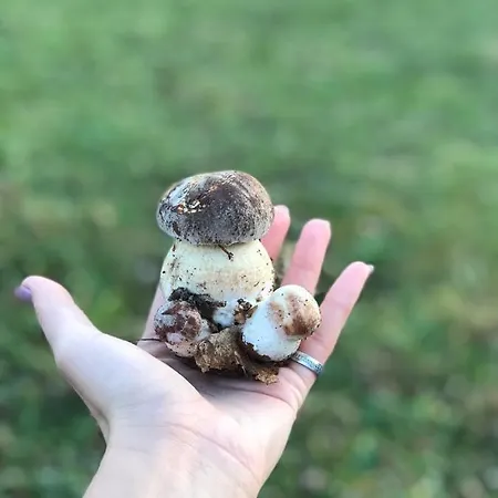 дом у озера Nyaraló *